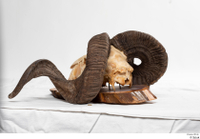  Skull Mouflon Ovis orientalis head horns skull 0041.jpg